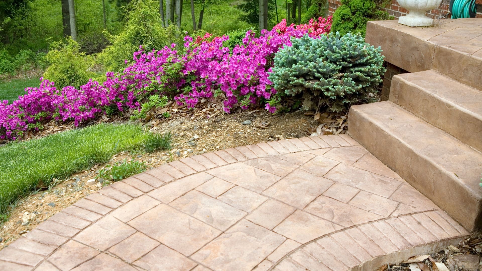 Vibrant pink azaleas and blue-green shrub by stone patio and steps